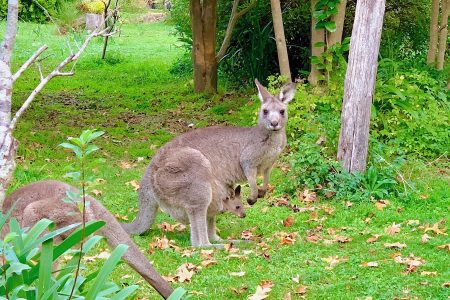 10-1　オーストラリアの田舎で暮らせば